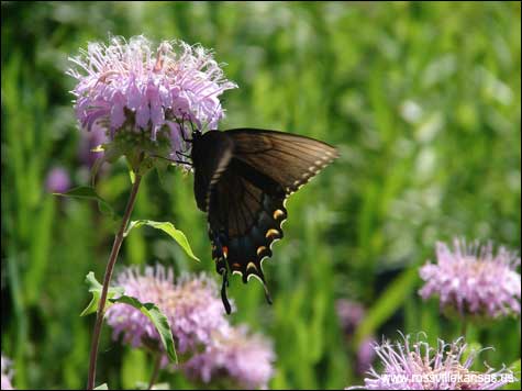 Rossville Rain Garden