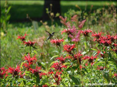 Rossville Rain Garden