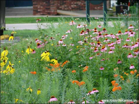 Rossville Rain Garden