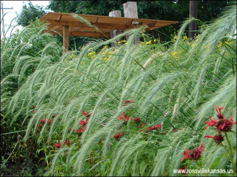 Rossville Rain Garden