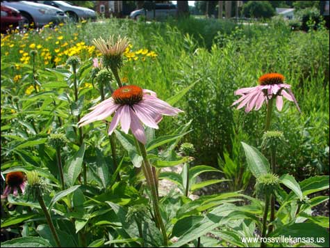 Rossville Rain Garden